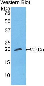 Biotin-Linked Polyclonal Antibody to Ectonucleotide Pyrophosphatase/Phosphodiesterase 1 (ENPP1)