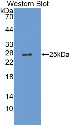 Polyclonal Antibody to Bcl2 Associated Athanogene 5 (BAG5)