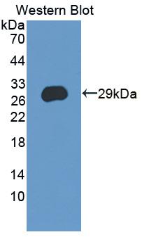 Polyclonal Antibody to Cysteine Rich Secretory Protein 3 (CRISP3)