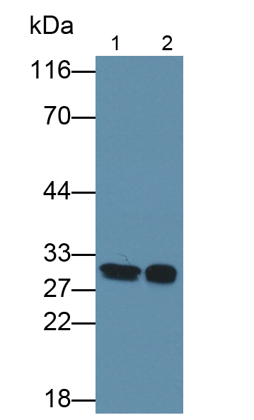 PAF346Mu01.jpg