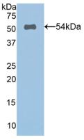 Polyclonal Antibody to Spondin 2 (SPON2)