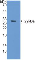 Polyclonal Antibody to Spondin 1 (SPON1)