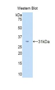 Polyclonal Antibody to Spondin 1 (SPON1)