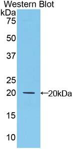 Polyclonal Antibody to Microfibrillar Associated Protein 5 (MFAP5)