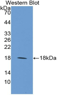 Polyclonal Antibody to Microfibrillar Associated Protein 5 (MFAP5)