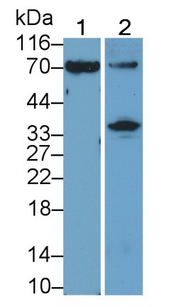 PAF689Hu01.jpg