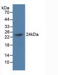 Polyclonal Antibody to Polycomb Group Ring Finger Protein 4 (PCGF4)