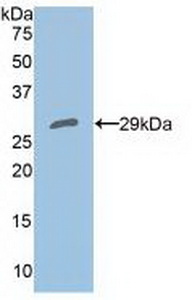 Polyclonal Antibody to Peroxiredoxin 4 (PRDX4)