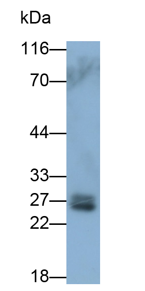 Polyclonal Antibody to Peroxiredoxin 4 (PRDX4)