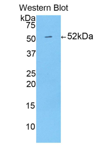 Polyclonal Antibody to Peroxiredoxin 6 (PRDX6)