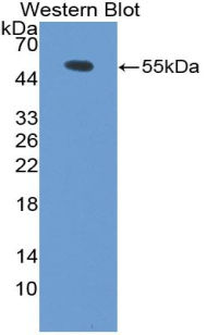 Biotin-Linked Polyclonal Antibody to Phosphatase And Tensin Homolog (PTEN)