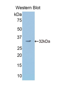 Polyclonal Antibody to Secretogranin II (SCG2)