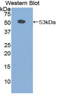 Polyclonal Antibody to Secretogranin II (SCG2)