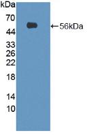 Polyclonal Antibody to Sestrin 1 (SESN1)