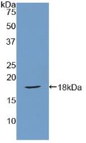 Polyclonal Antibody to Secreted Frizzled Related Protein 1 (SFRP1)