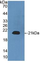 Polyclonal Antibody to Calmodulin Like Protein 3 (CALML3)