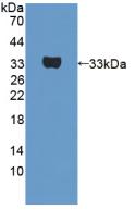 Polyclonal Antibody to Utrophin (UTRN)