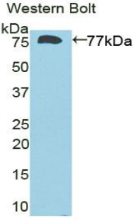 Polyclonal Antibody to Deiodinase, Iodothyronine, Type III (DIO3)