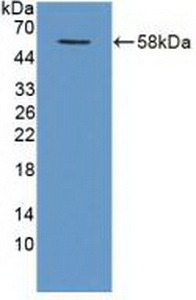 Polyclonal Antibody to TNF Receptor Associated Factor 1 (TRAF1)