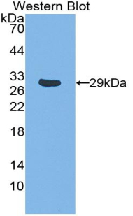 PAG070Mu01.jpg