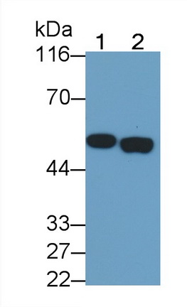 Polyclonal Antibody to Selenium Binding Protein 1 (SELENBP1)