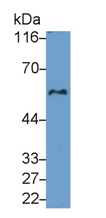 Polyclonal Antibody to Sex Determining Region Y Box Protein 9 (SOX9)