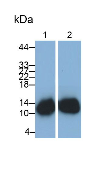 Polyclonal Antibody to Parvalbumin (PVALB)