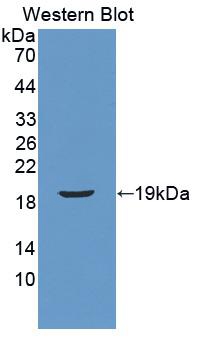 Polyclonal Antibody to Cerebral Dopamine Neurotrophic Factor (CDNF)