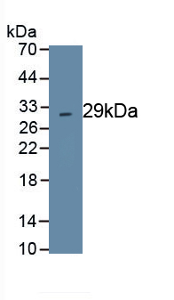 Polyclonal Antibody to Chymase 1, Mast Cell (CMA1)