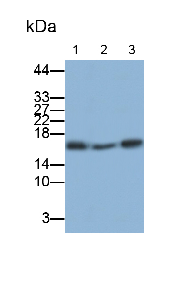 Polyclonal Antibody to RNA Binding Motif Protein 3 (RBM3)