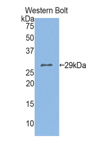 PAG669Hu01.jpg