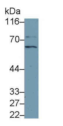 Polyclonal Antibody to TNF Receptor Associated Factor 6 (TRAF6)