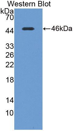 Polyclonal Antibody to Transcription Termination Factor, RNA polymerase I (TTF1)