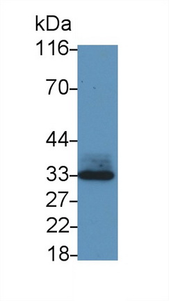 Polyclonal Antibody to Mdm2 p53 Binding Protein Homolog (MDM2)