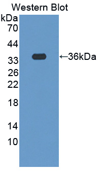 Polyclonal Antibody to Secretagogin (SCGN)