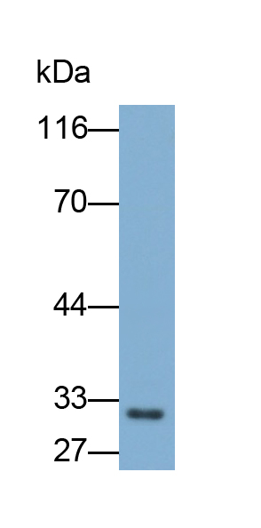 Polyclonal Antibody to Uracil DNA Glycosylase (UNG)