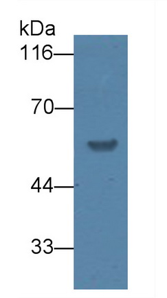 Polyclonal Antibody to Uromodulin (UMOD)