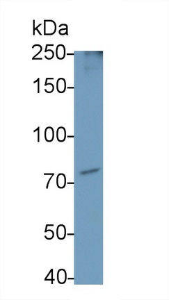 Polyclonal Antibody to Toll Like Receptor Adaptor Molecule 1 (TICAM1)