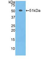 Polyclonal Antibody to Transcription Factor A, Mitochondrial (TFAM)