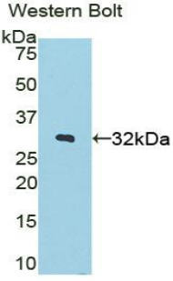 Polyclonal Antibody to STAM Binding Protein (STAMBP)