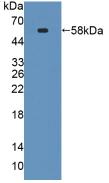 Polyclonal Antibody to Serine Palmitoyltransferase, Long Chain Base Subunit 3 (SPTLC3)