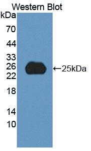 Polyclonal Antibody to Secreted Phosphoprotein 2 (SPP2)