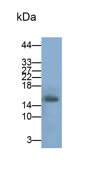 Polyclonal Antibody to Serine Peptidase Inhibitor Kazal Type 1 (SPINK1)