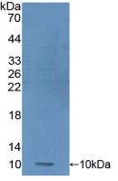 Polyclonal Antibody to Protamine 1 (PRM1)