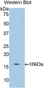 Polyclonal Antibody to Oncomodulin (OCM)