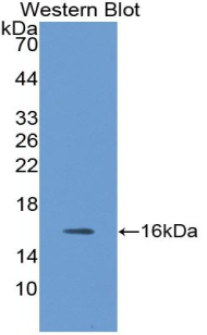 Polyclonal Antibody to Neuritin 1 (NRN1)