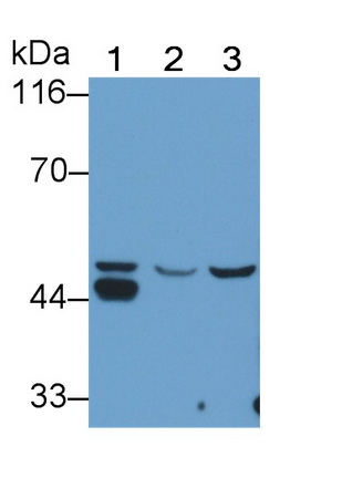 Polyclonal Antibody to Kynurenine-3-Monooxygenase (KMO)