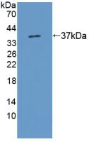 Polyclonal Antibody to Kynurenine-3-Monooxygenase (KMO)