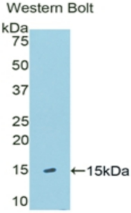 Polyclonal Antibody to Klotho Beta (KLb)