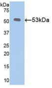 Polyclonal Antibody to Klotho (KL)